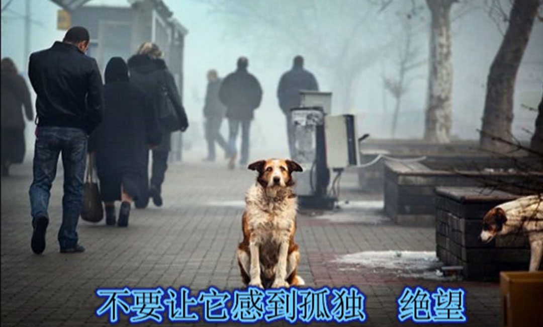 忠县忠县爱影圈微博微信转发案例